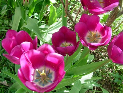 dscf5250.jpg