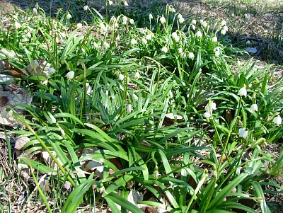 dscf6606.jpg