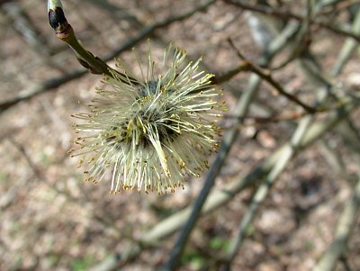 dscf6634.jpg