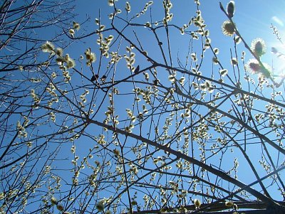 dscf6651.jpg