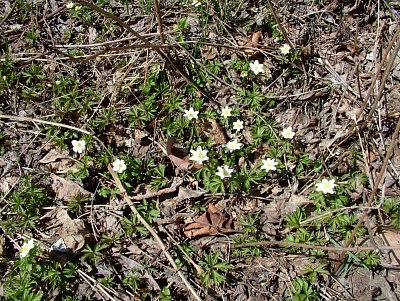 dscf6677.jpg