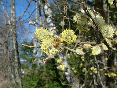 dscf6761.jpg