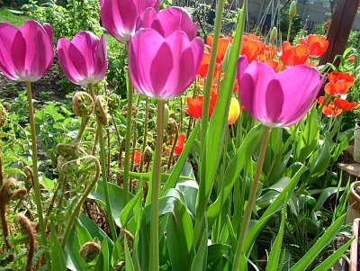 dscf6783-1.jpg