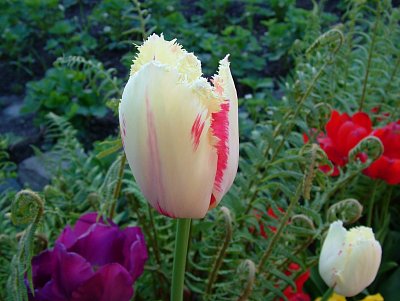 dscf6849-1.jpg