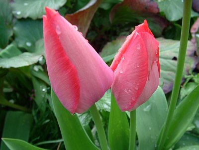 dscf7009.jpg