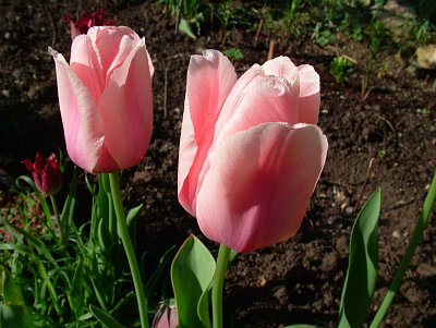 dscf7143.jpg