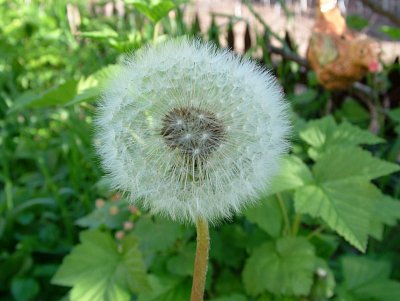 dscf7231.jpg