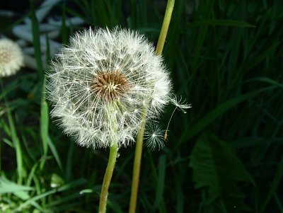 dscf7247.jpg