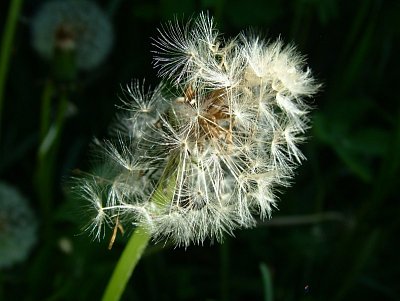 dscf7250.jpg