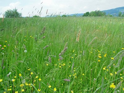 dscf7562-1.jpg