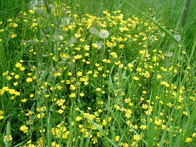 dscf7569.jpg