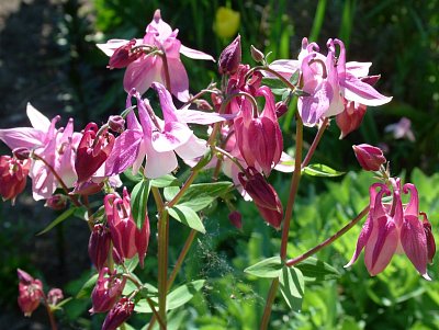 dscf7590.jpg