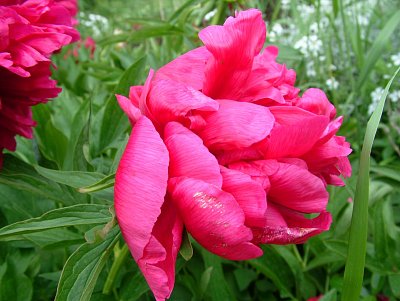 dscf7783.jpg