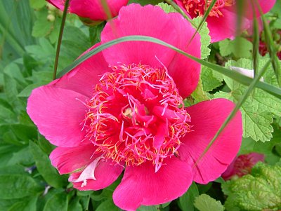 dscf7784-1.jpg