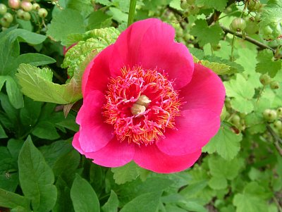 dscf7786.jpg