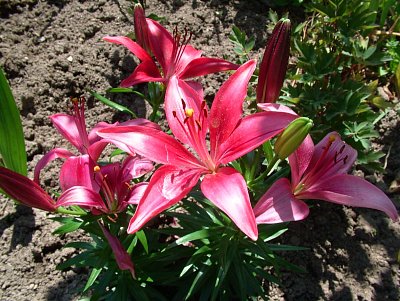 dscf7817.jpg