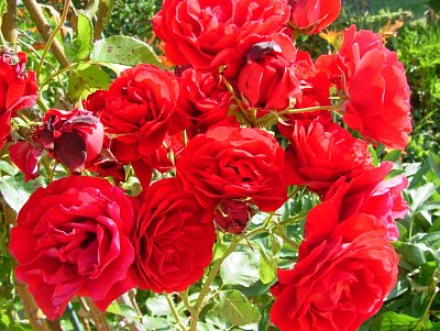 dscf7829.jpg