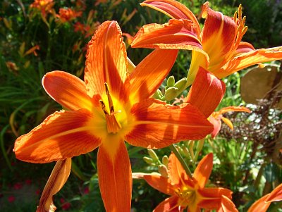 dscf7831.jpg