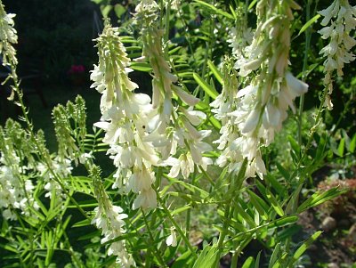 dscf7842-2.jpg