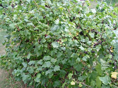 dscf7898.jpg