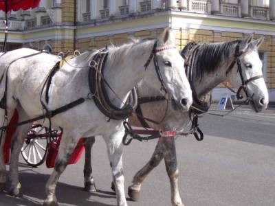 dscf8011-1.jpg