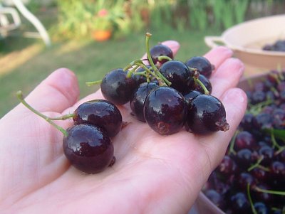 dscf8117.jpg