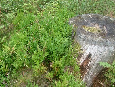 dscf8230.jpg