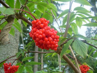 dscf8243-1.jpg