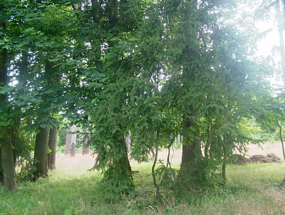 dscf8296-1.jpg