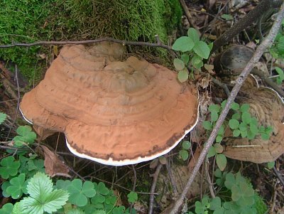dscf8340-2.jpg