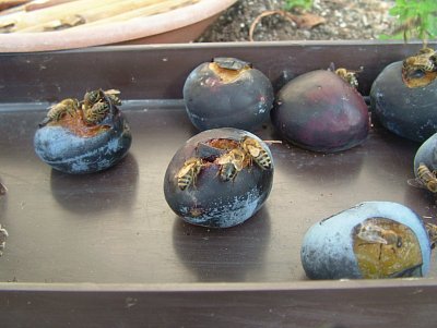 dscf8677.jpg