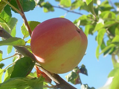 dscf8721.jpg