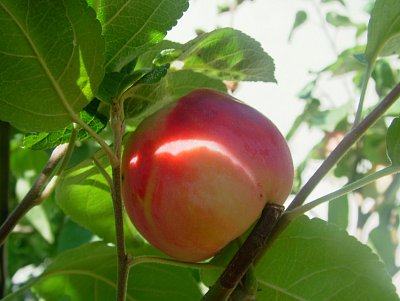 dscf8725.jpg