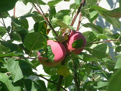 dscf8738.jpg