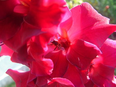 dscf8766.jpg