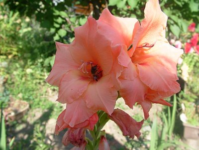 dscf8778.jpg