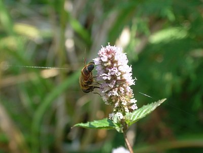 dscf8862.jpg