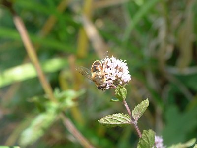 dscf8869.jpg