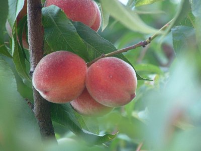 dscf8917.jpg
