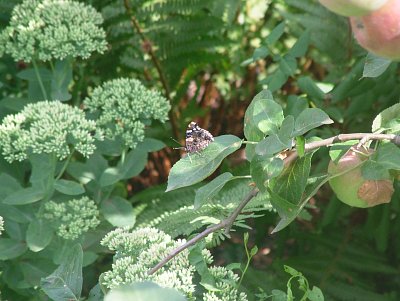 dscf8939-1.jpg