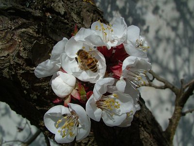 dscf9500.jpg