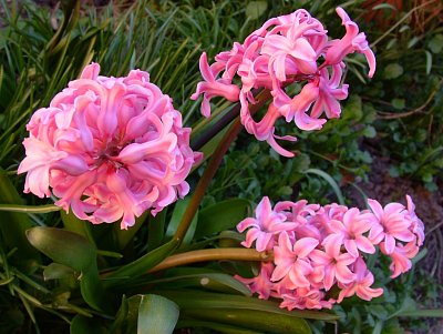 dscf9737.jpg