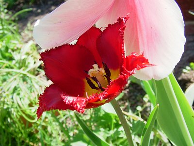dscf9855.jpg