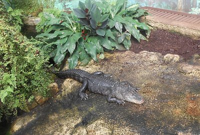 dscn0940-a.jpg