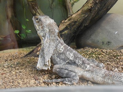 dscn0953-a.jpg