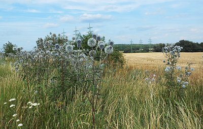 dscn1509-a.jpg