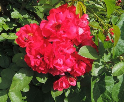 dscn2443.jpg