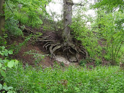 dscn3203-koreny.jpg