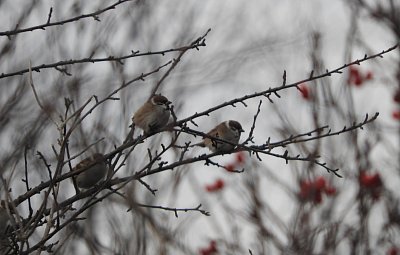 dscn4059-ptacci.jpg