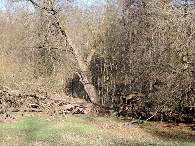 dscn4218-1.jpg